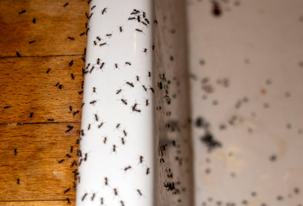 Best Spider Control Near Me  in Mcgregor, TX